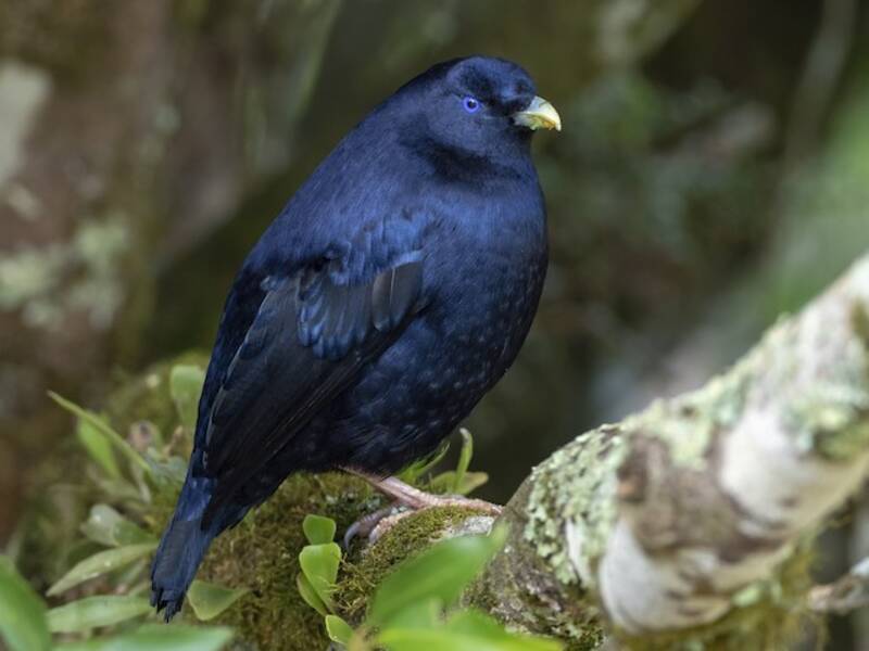 Satin Bowerbird
