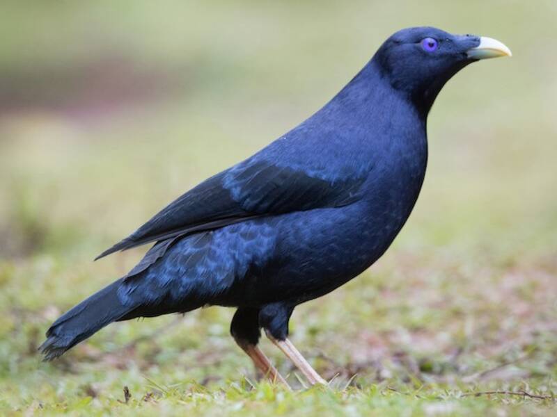Satin Bowerbird, 照片 4
