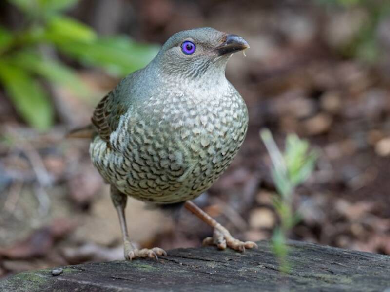 Satin Bowerbird, 照片 2