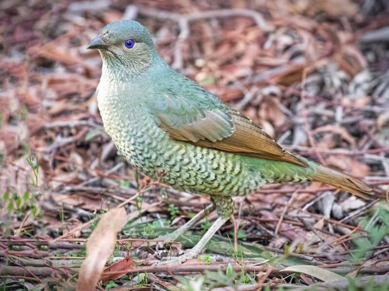 Satin Bowerbird, 照片 3