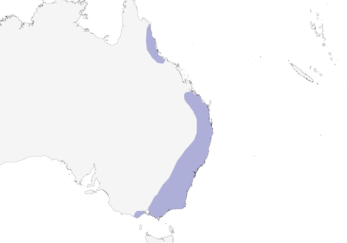 Satin Bowerbird, 分布 1