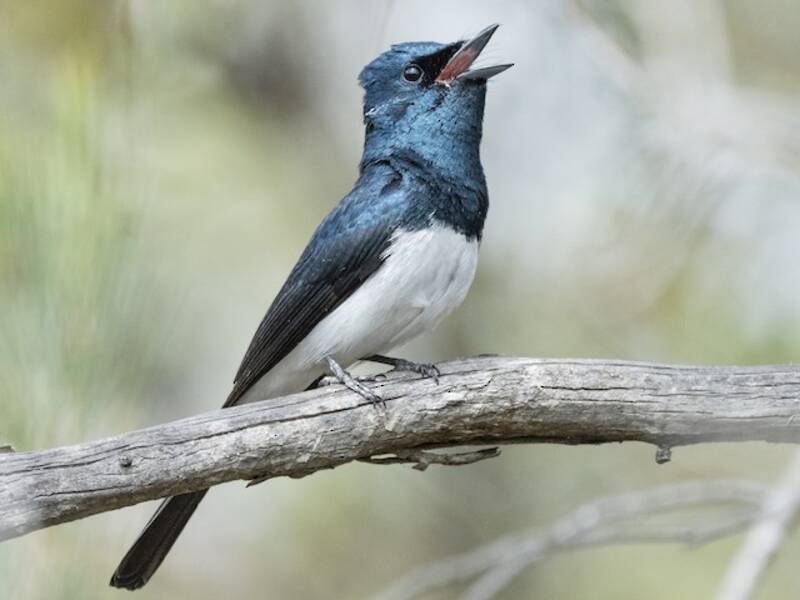Satin Flycatcher, 照片 4