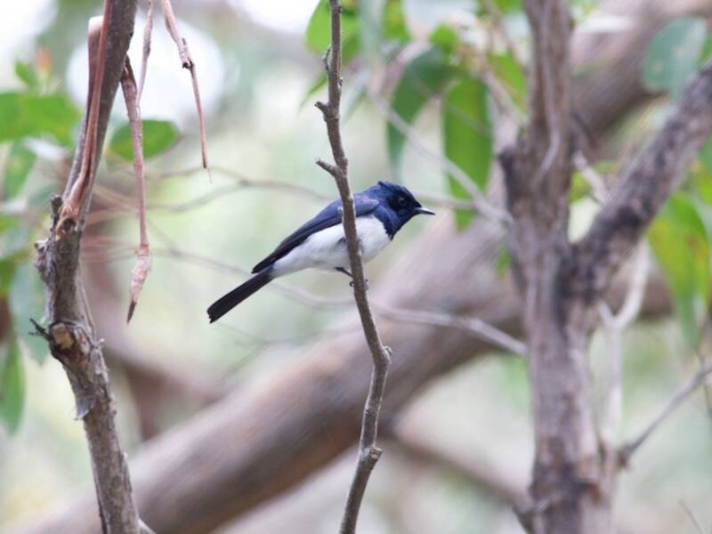 Satin Flycatcher, 照片 3