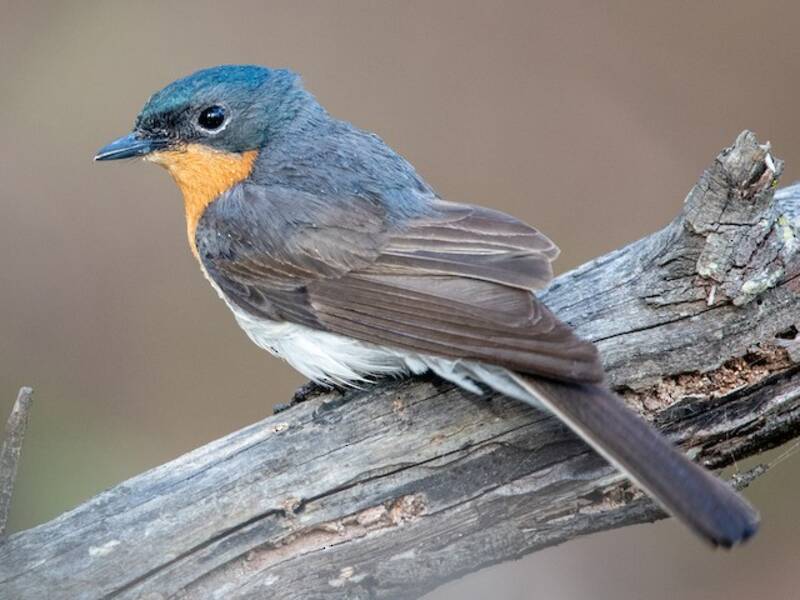 Satin Flycatcher, 照片 2