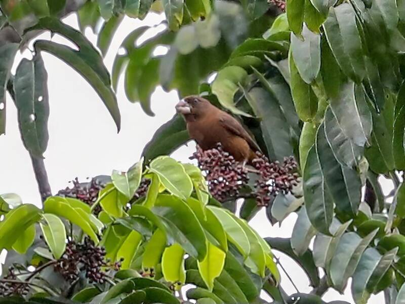 Frosone di São Tomé, Foto 4