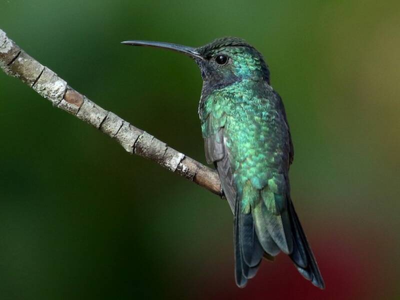 Colibri à gorge saphir, Photos 4