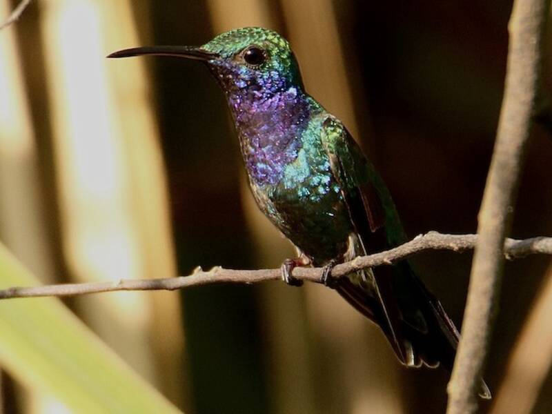 Colibri à gorge saphir, Photos 2