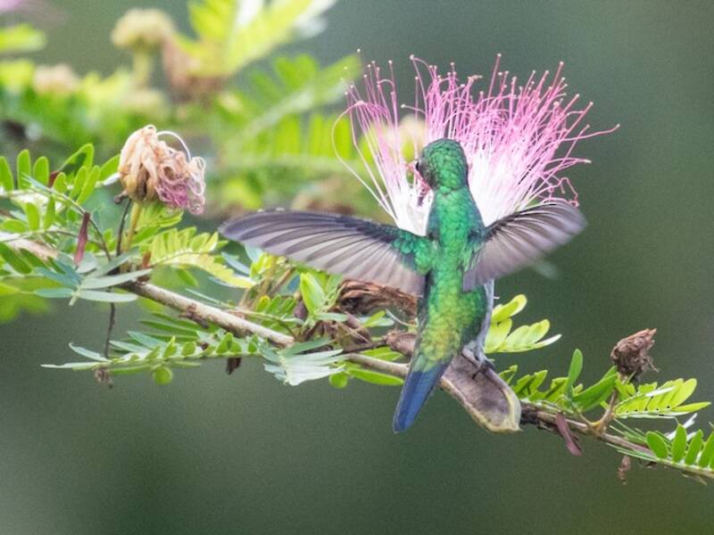 Sapphire-throated Hummingbird (Chrysuronia coeruleogularis)