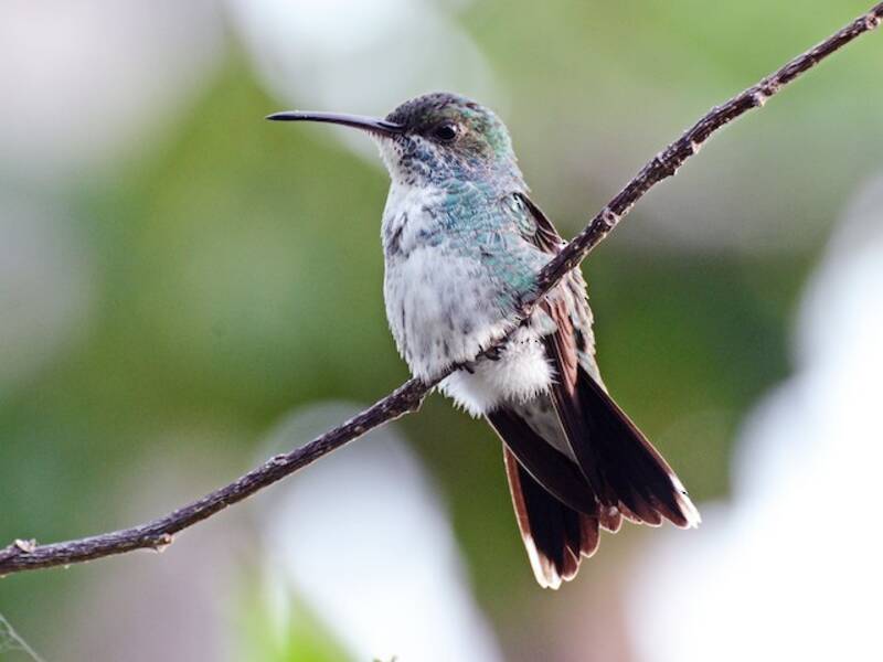 Colibri à gorge saphir, Photos 3