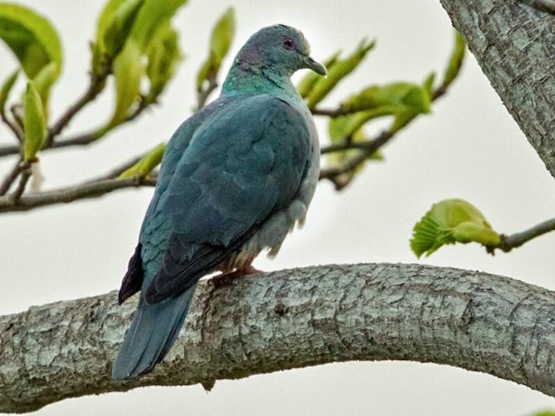 Sao Tome Pigeon (Columba malherbii)