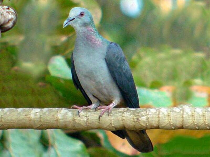 Sao Tome Pigeon, Photos 2