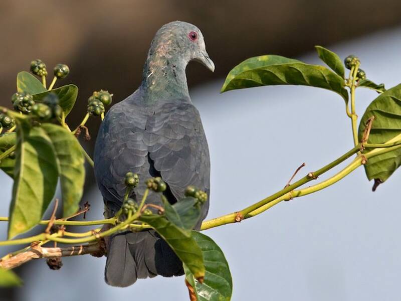 Sao Tome Pigeon, Photos 3
