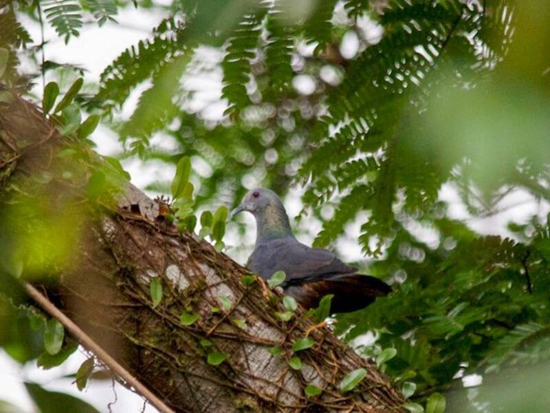 Sao Tome Pigeon, Photos 4