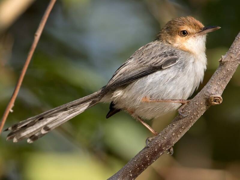 Prinia de Sao Tomé, Photos 3