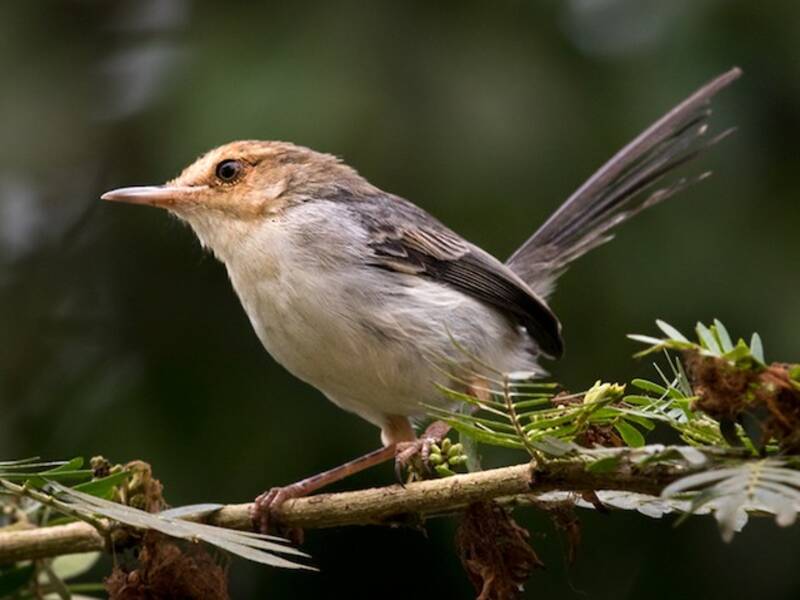 Prinia de Sao Tomé, Photos 2