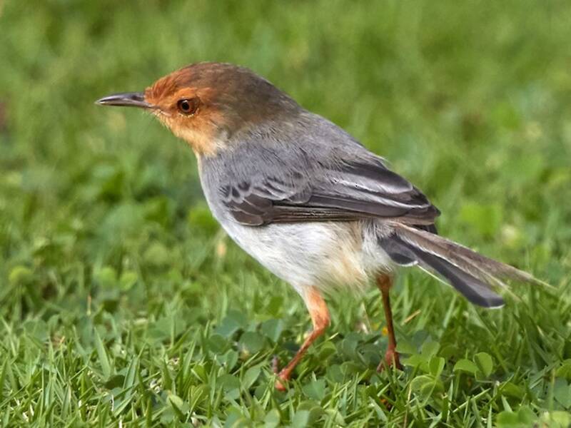 Prinia de Sao Tomé