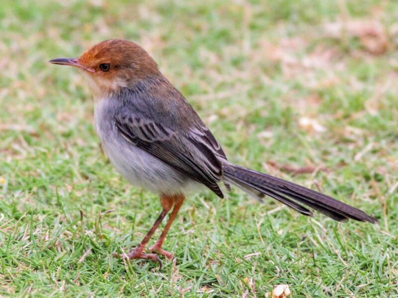 Prinia de Sao Tomé, Photos 4