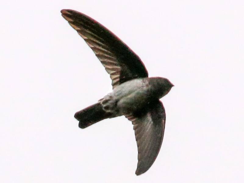 Satin Swiftlet