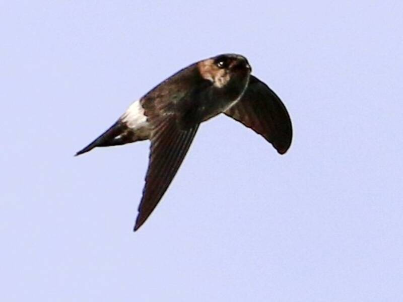 Satin Swiftlet, 照片 3