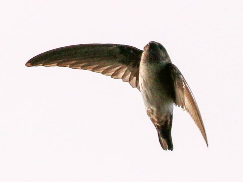 Satin Swiftlet, 照片 2