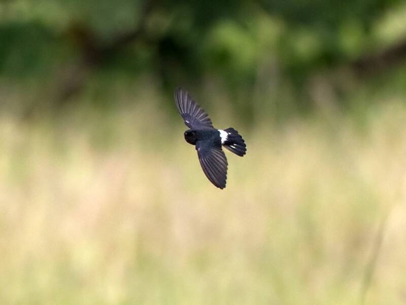 Satin Swiftlet, 照片 4