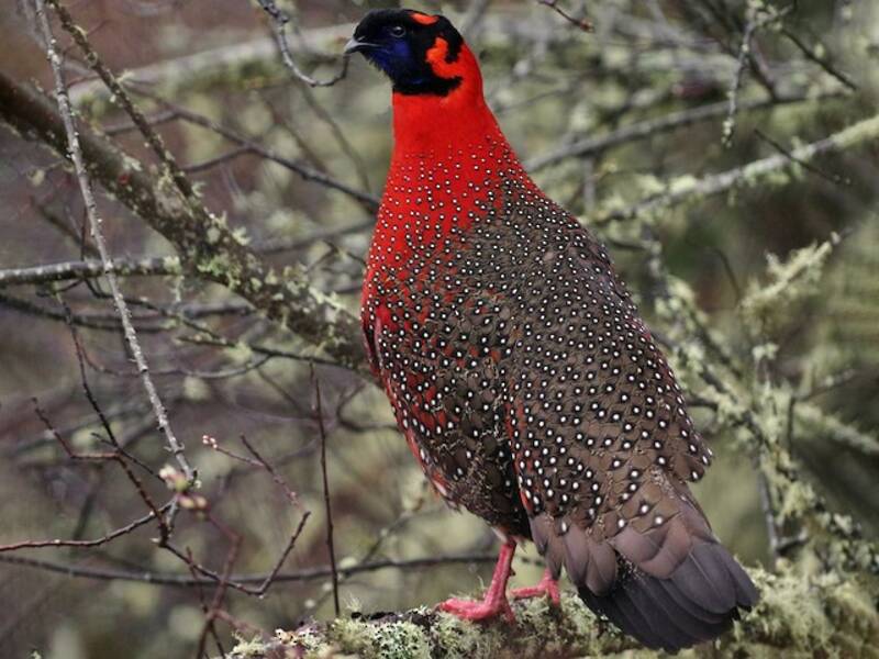 Satyrtragopan