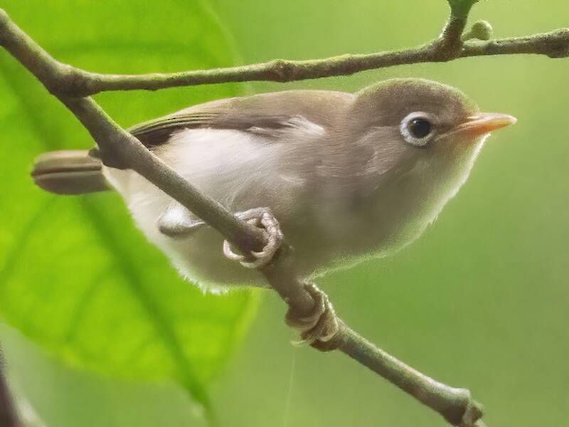 Principe-Brillenvogel, Fotos 2