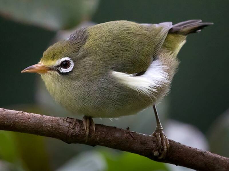São-Tomé-Brillenvogel, Fotos 2