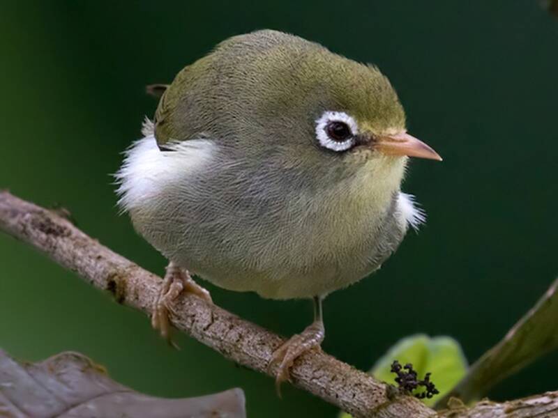 São-Tomé-Brillenvogel