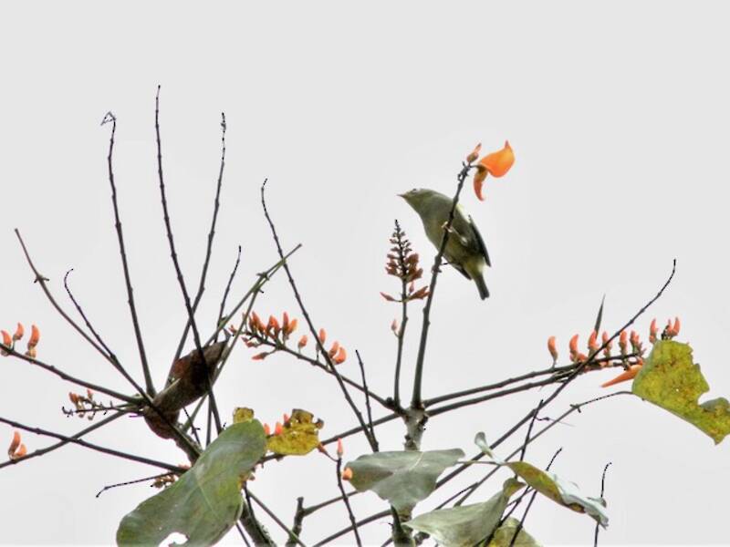 São-Tomé-Brillenvogel, Fotos 4