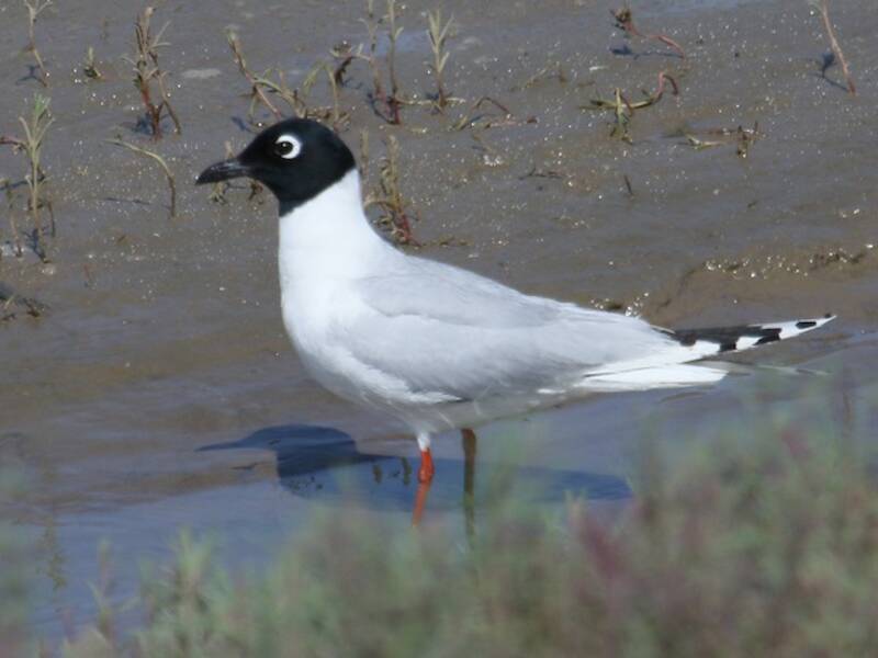 Gaviota de Saunders, Fotos 3