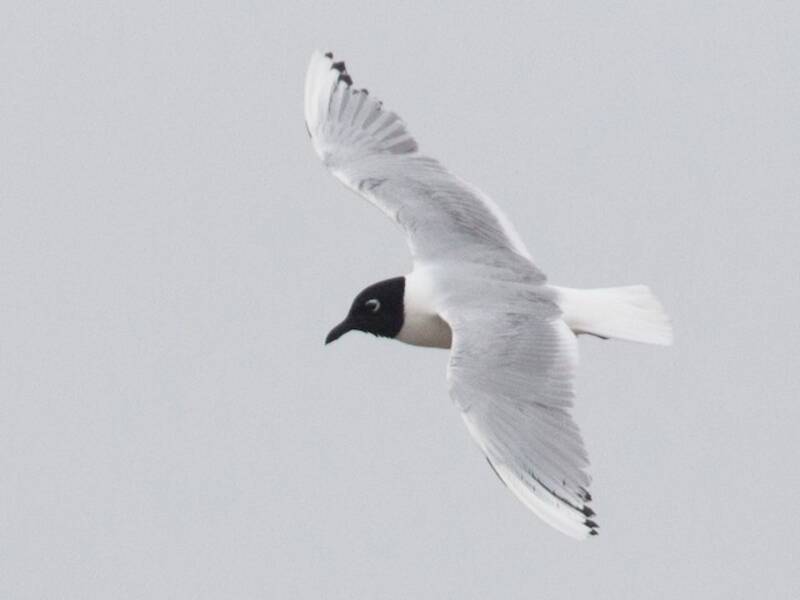 Gaviota de Saunders, Fotos 2