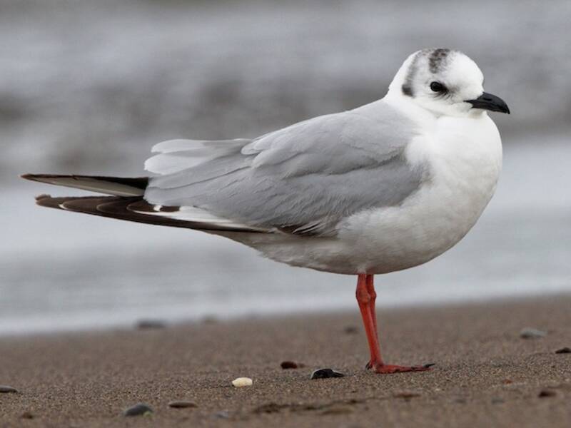 Gaviota de Saunders, Saundersilarus saundersi