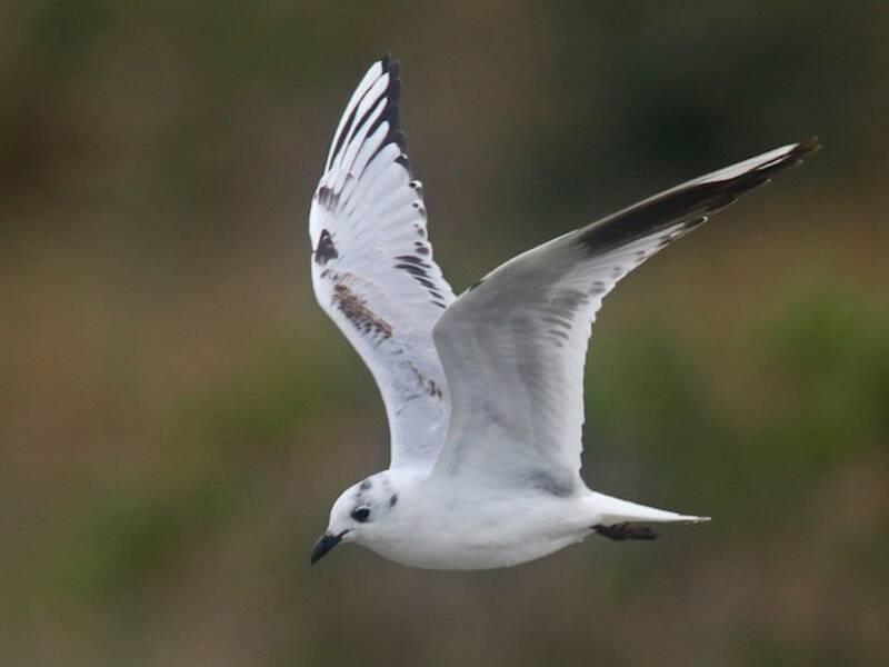 Gaviota de Saunders, Fotos 4