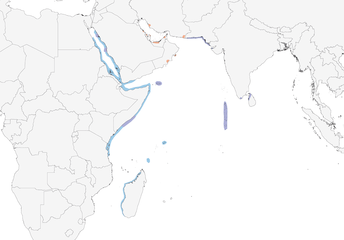Charrán de Saunders, Distribución 1