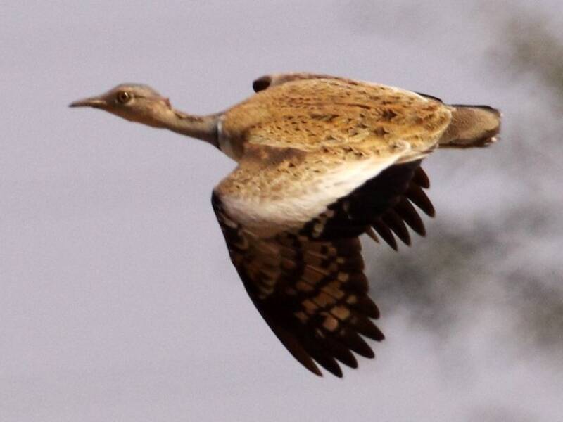 Savile's Bustard, Photos 2
