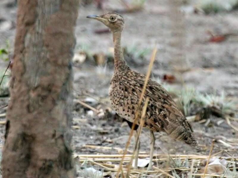 Savile's Bustard, Photos 3