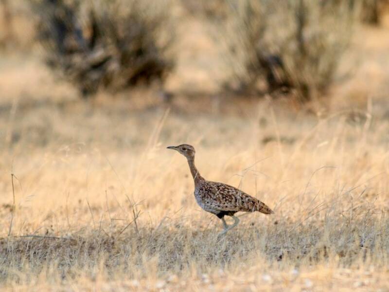 Savile's Bustard, Photos 4