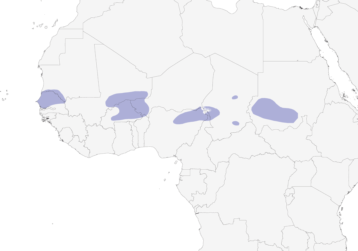 Savile's Bustard, Distribution 1