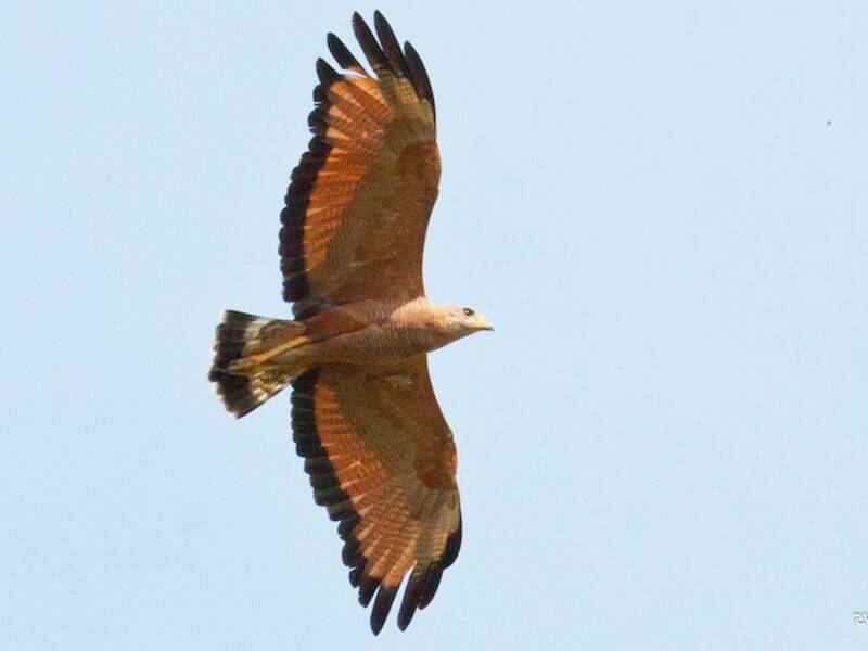 Poiana delle savane, Foto 3