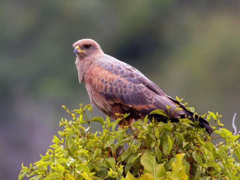 Savannenbussard