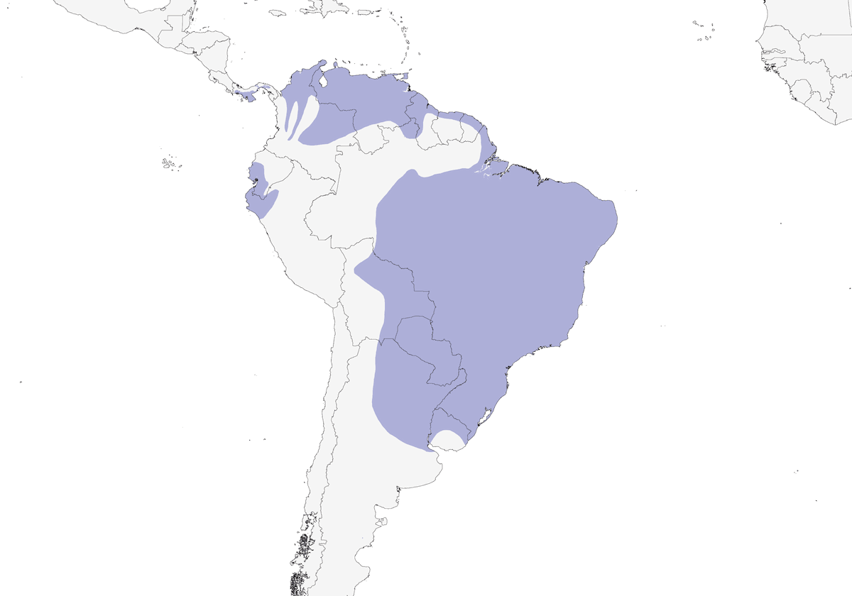 Poiana delle savane, Distribuzione 1