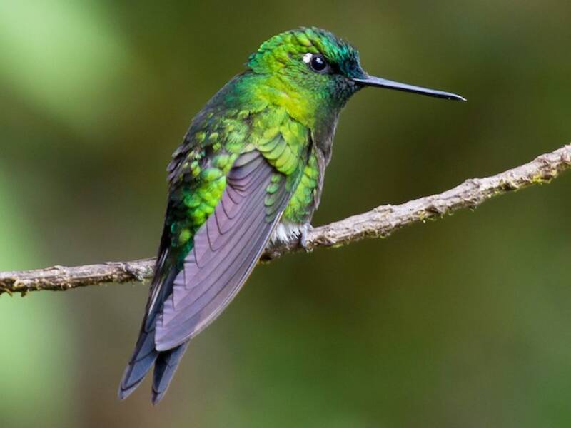 Colibrì zampepiumose zaffiro, Foto 4
