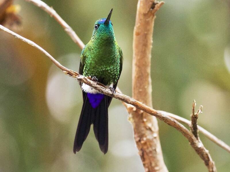 Colibrì zampepiumose zaffiro, Foto 2