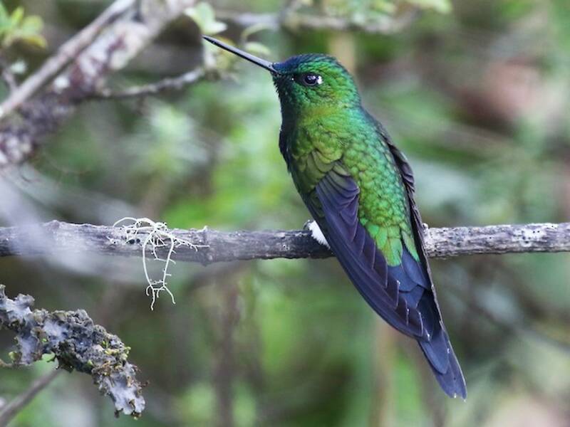 Colibrì zampepiumose zaffiro, Foto 3