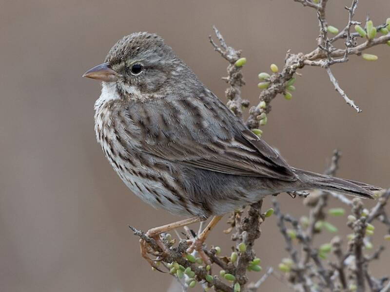 Bruant des savanes, Photos 3