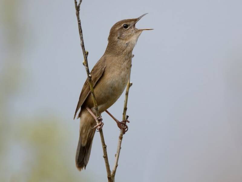Savi's Warbler