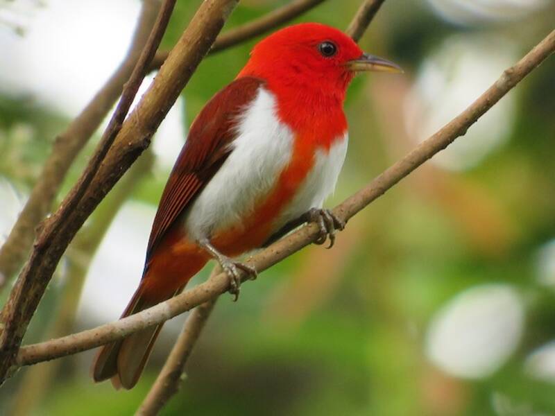 Scarlet-and-white Tanager