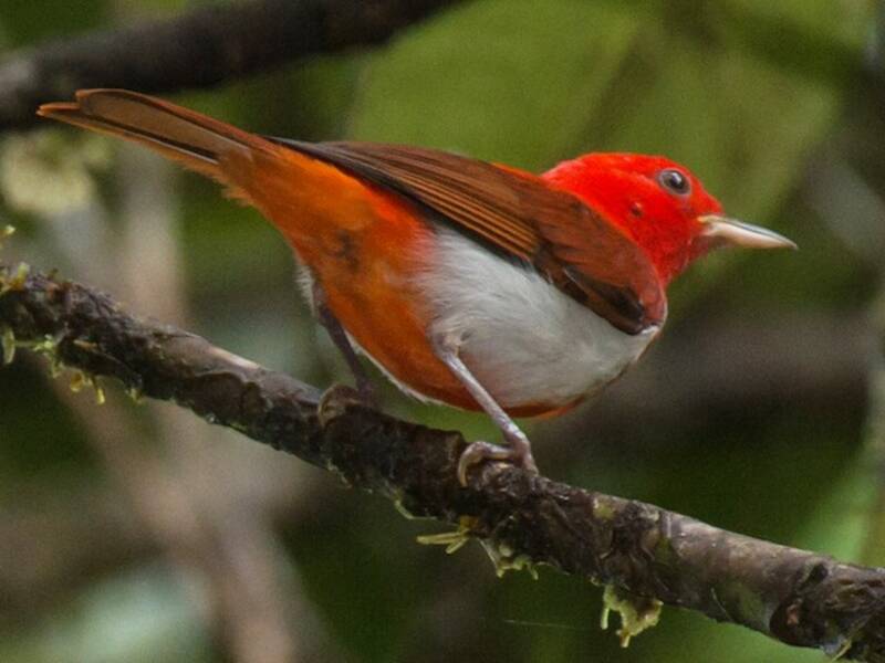 Scarlet-and-white Tanager, Photos 2