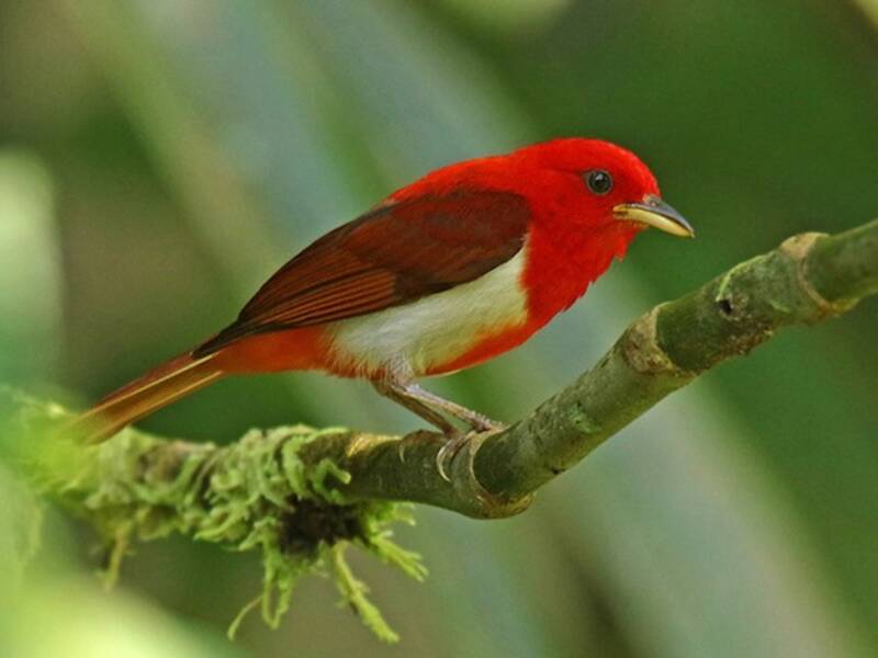 Scarlet-and-white Tanager, Photos 4